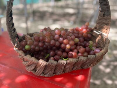 Beaujolais nouveau 2026 : sortie le jeudi 19 novembre, un millésime précoce et rare